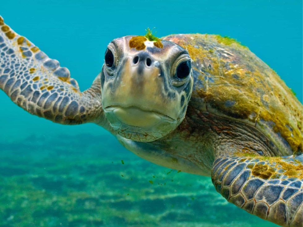 Friends of the Earth - Helping end plastic polution. An adult sea turtle photographed underwater close to the camera lens.