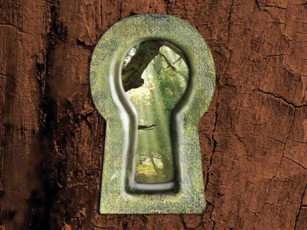 RSPB - Unlocking a secret forest. Close up keyhole embedded in a tree trunk with a view into the forest beyond.