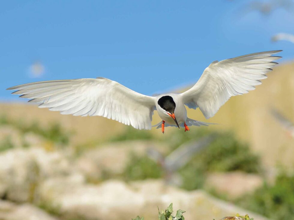 RSPB Red List RSPB Red List