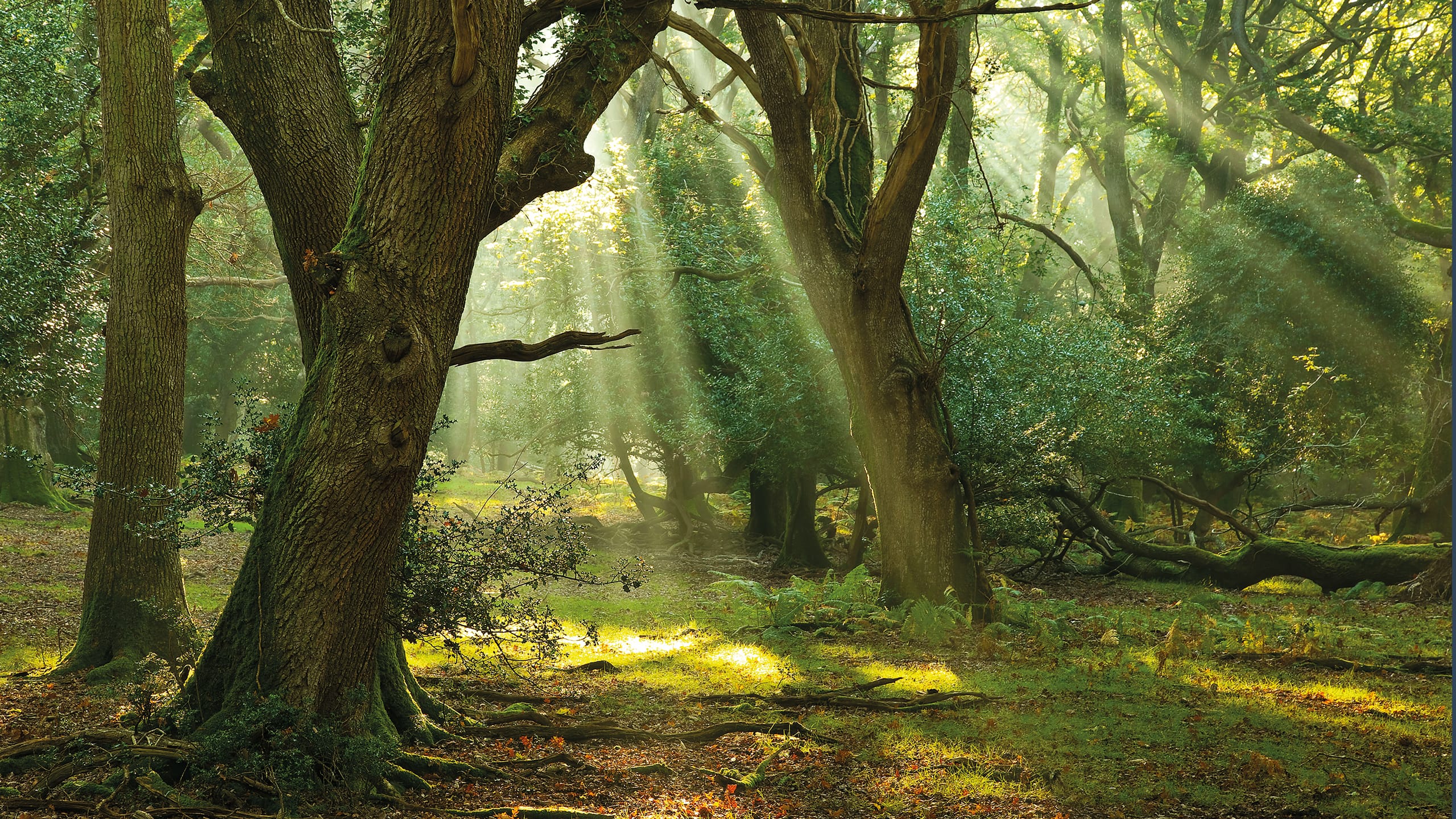 RSPB - Unlocking a secret forest - Image of sunlight shining through parts of a woodland landscape.