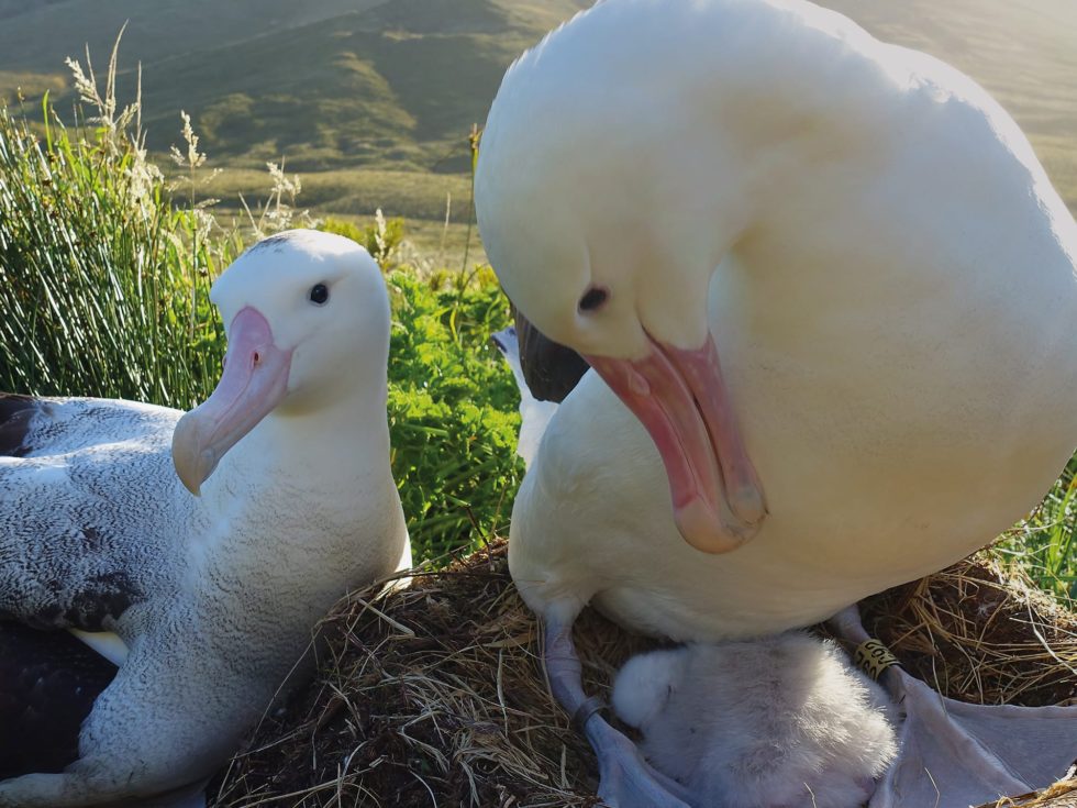 RSPB Gough Island - Helping to stop an extinction emergency. RSPB Gough Island - Helping to stop an extinction emergency. An Albatross pair nesting with their chick.