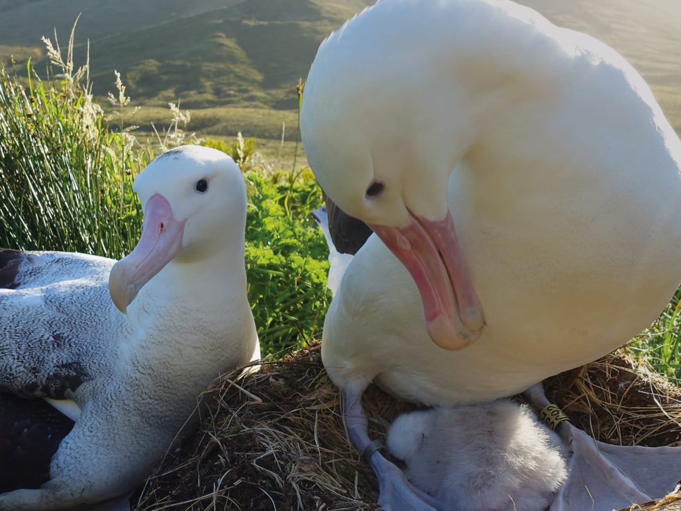 RSPB Gough Island - Helping to stop an extinction emergency. An Albatross pair nesting with their chick.